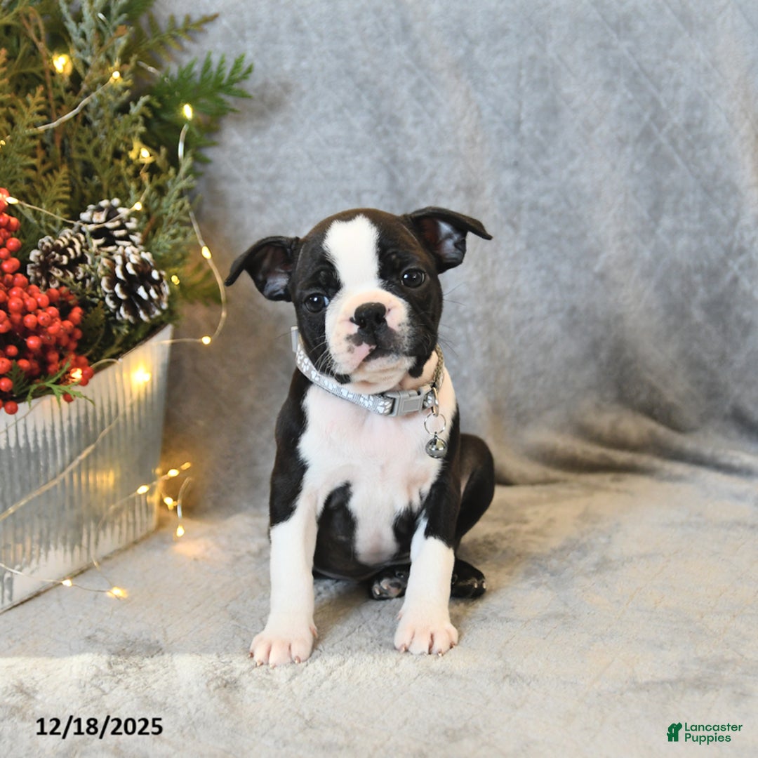 Boston Terrier dogs for sale: Sasha - Ad 3