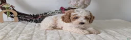 Miniature Poodle dogs for sale: Sasha - Ad 6