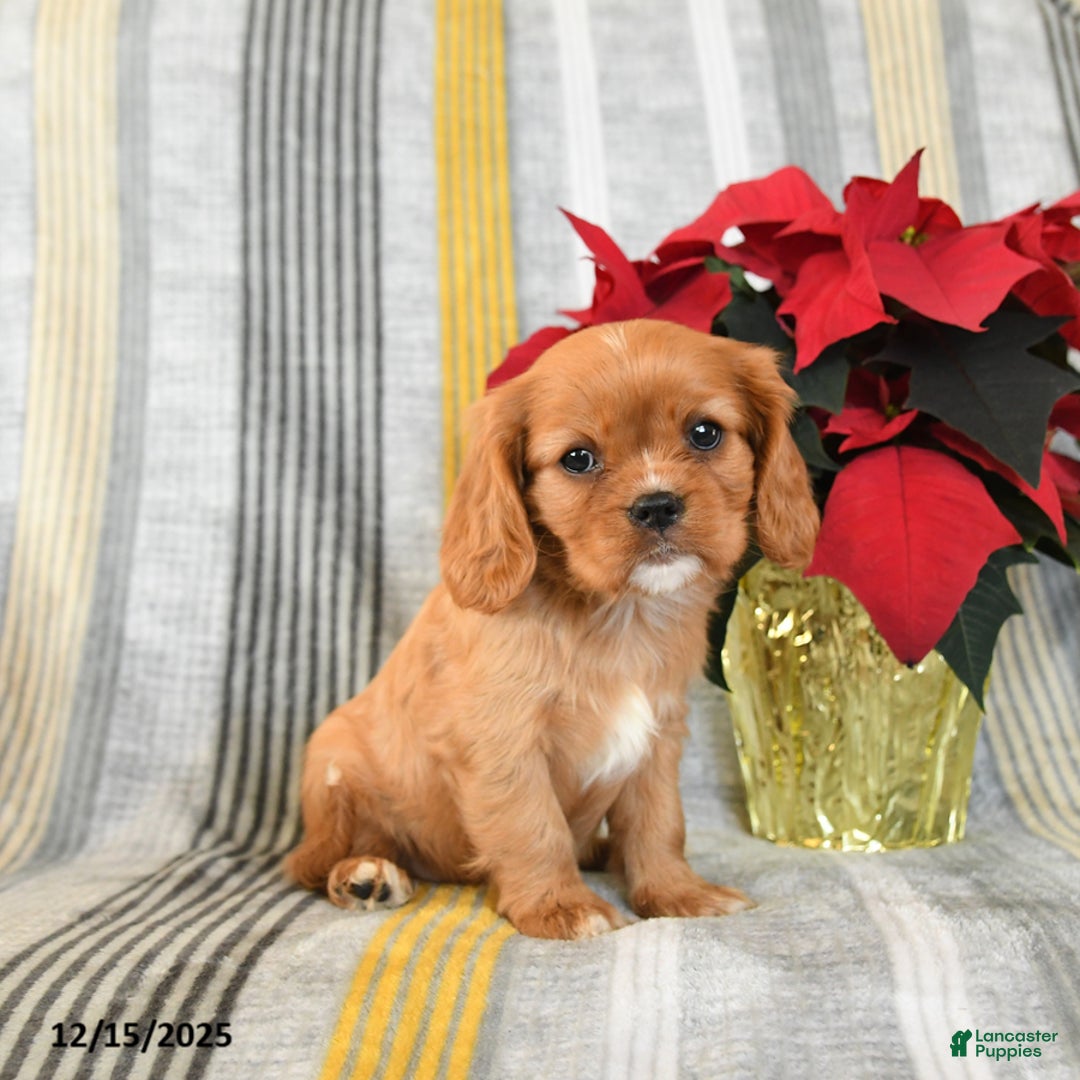 Cavalier King Charles Spaniel dogs for sale: Snuggles   - Ad 2