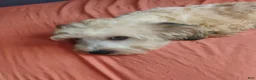 Mixed Breed dogs for sale: Mixed Breed 4 - Ad 2