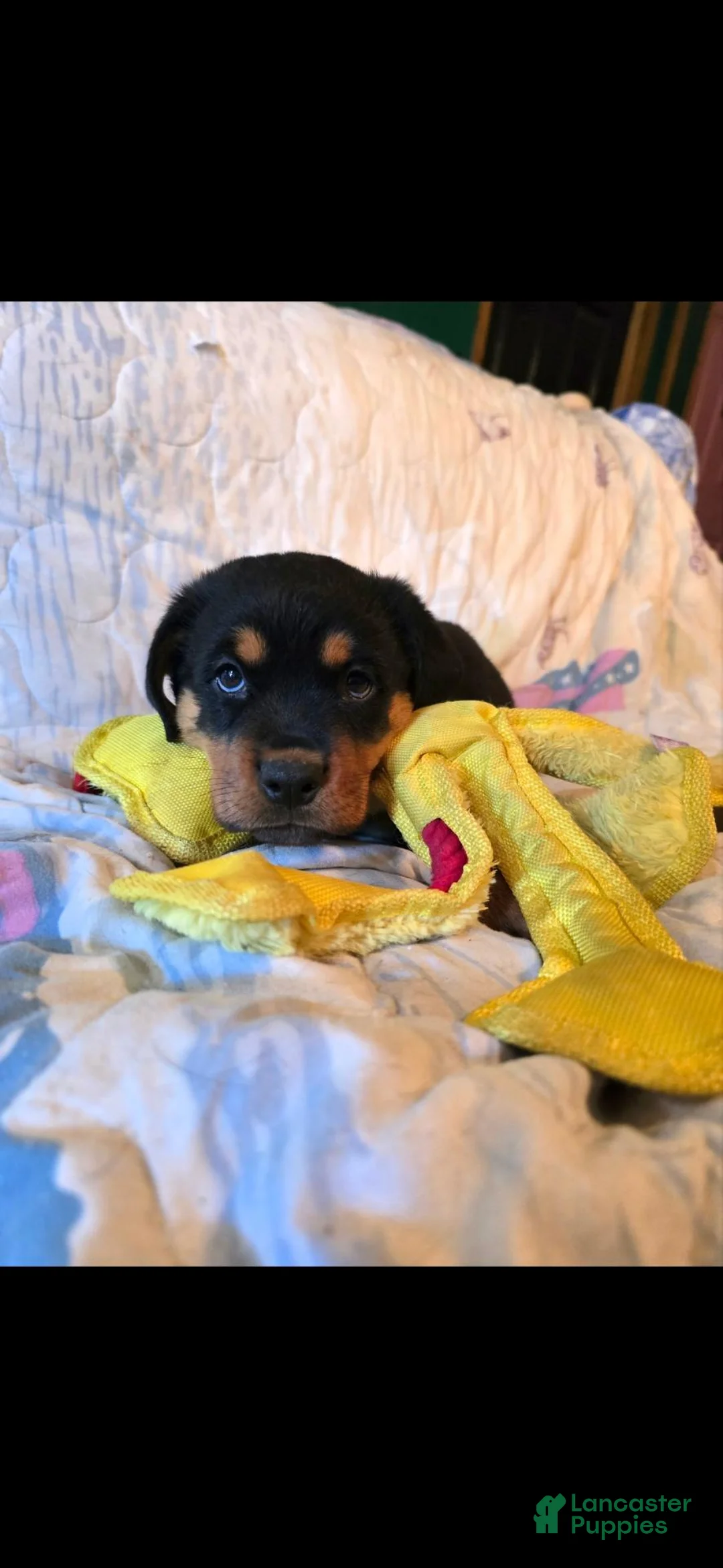 Rottweiler dogs for sale: Gobble - Ad 2