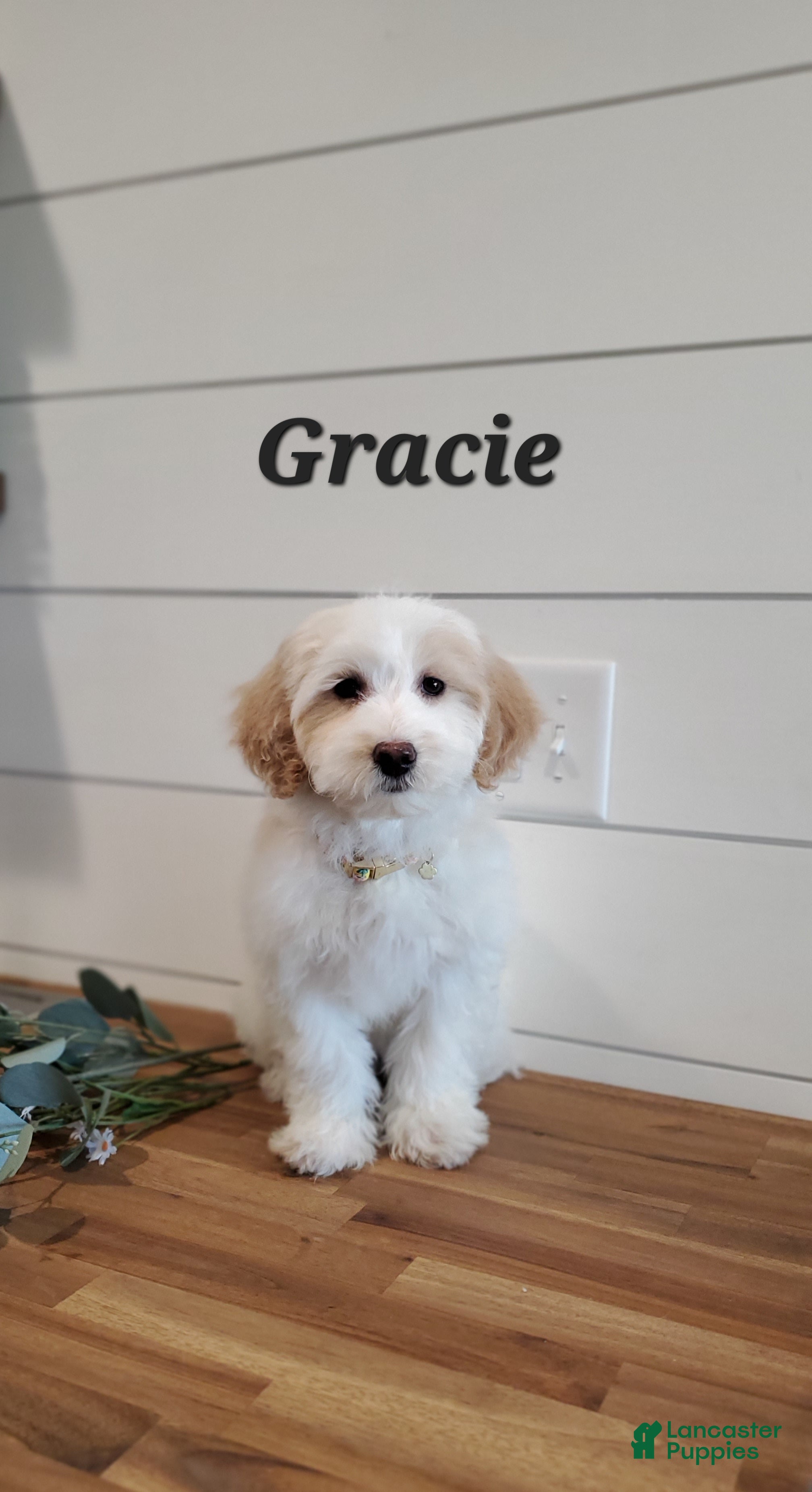 Mixed Breed dogs Gracie - Ad 22