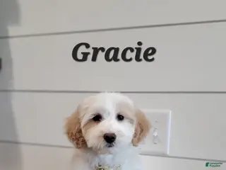 Mixed Breed dogs Gracie - Ad 22