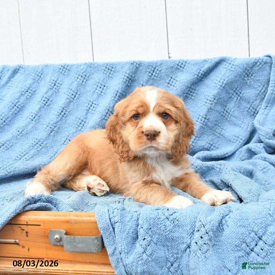 English Cocker Spaniel dogs for sale: Scout - Ad 3