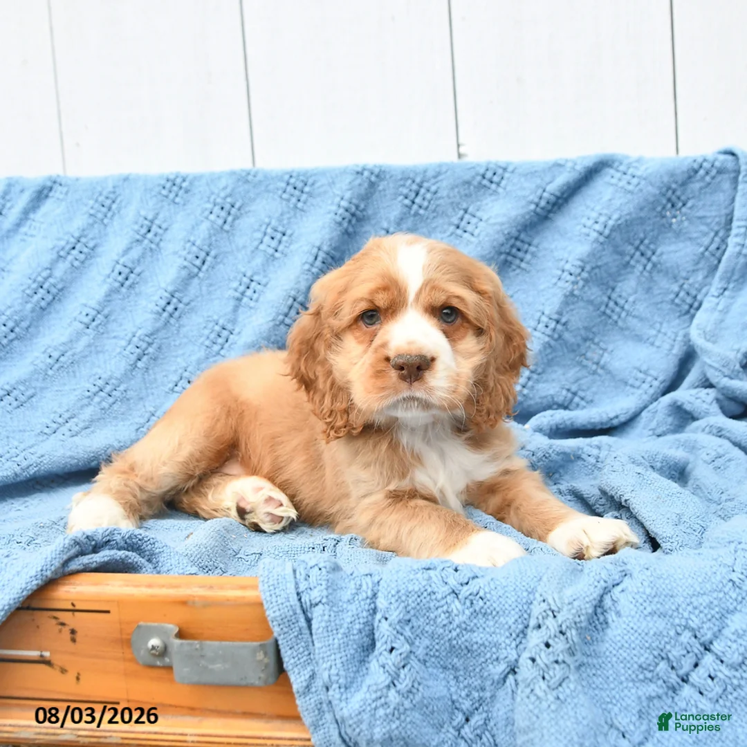 English Cocker Spaniel dogs for sale: Scout - Ad 1