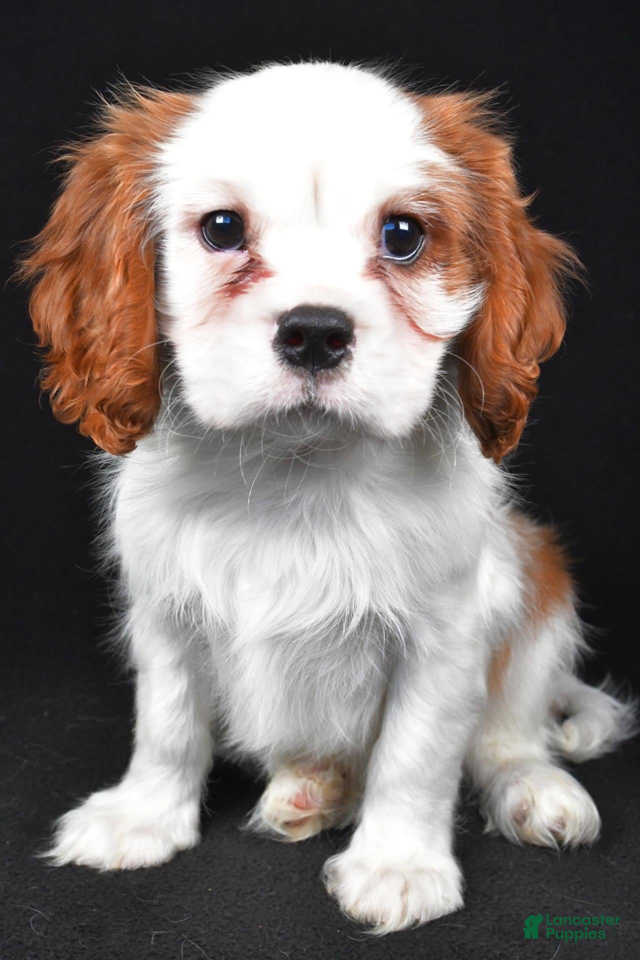 Cavalier King Charles Spaniel dogs for sale: Toby - Ad 1