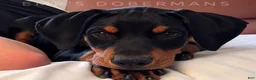 Doberman Pinscher dogs for sale: Negan - Ad 1
