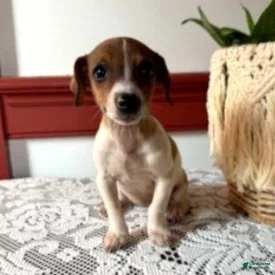 Jack Russell Terrier dogs Twila  - Ad 24