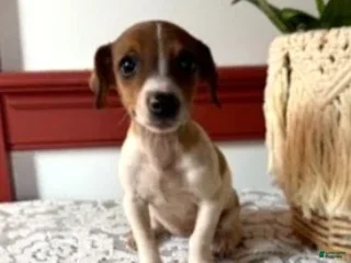 Jack Russell Terrier dogs Twila - Ad 24