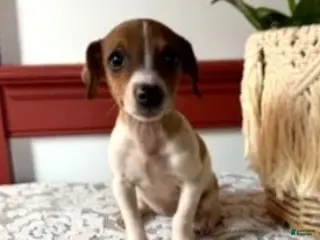 Jack Russell Terrier dogs Twila - Ad 25