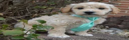 Mini Goldendoodle dogs for sale: Mini George - Ad 11