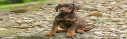 Doberman Pinscher dogs for sale: Dash (Red Rust) 🐶 - Ad 16