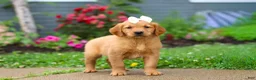 Golden Retriever dogs for sale: Beauty - Ad 10