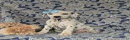 Dalmatian dogs for sale: Kylee - Ad 4