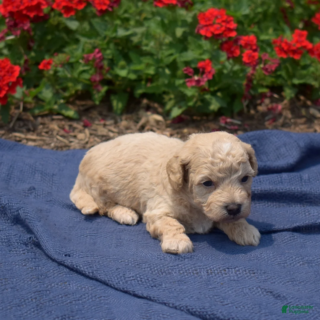 Bichpoo dogs for sale: Coach - Ad 6