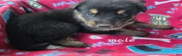 German Shepherd dogs for sale: German Shepherd 2  - Ad 5