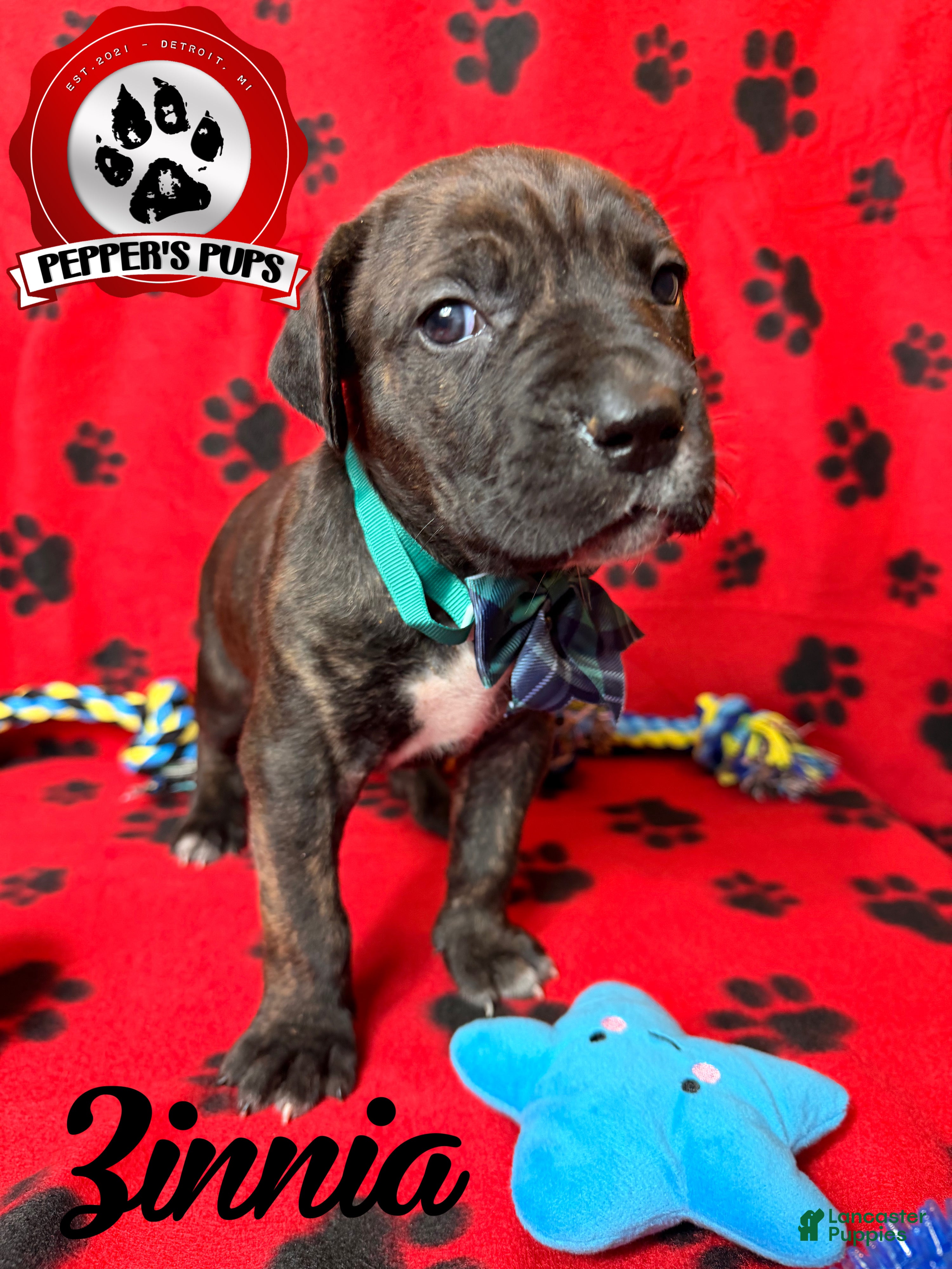 Cane Corso dogs Zinnia  - Ad 1
