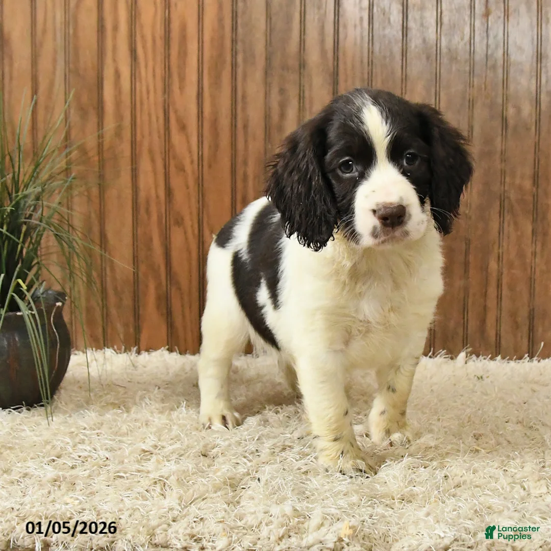 English Springer Spaniel dogs for sale: Frida  - Ad 3