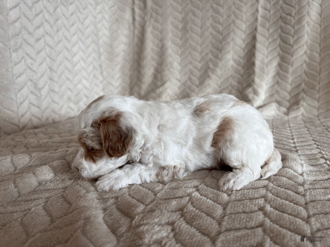 Toy Poodle dogs for sale: Gizmo - Ad 2