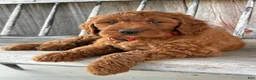 Irish Doodle dogs for sale: Brooklyn - Ad 13