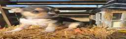 Chihuahua dogs for sale: Ally - Ad 5