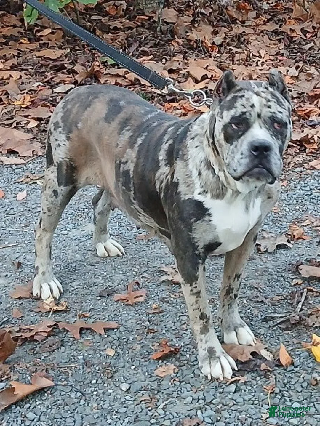 Cane Corso dogs for sale: Pretty - Ad 2