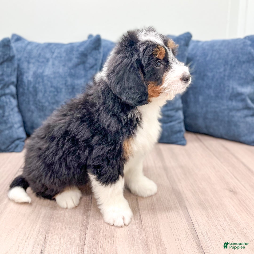 Mini Bernedoodle dogs for sale: Benson - Ad 6