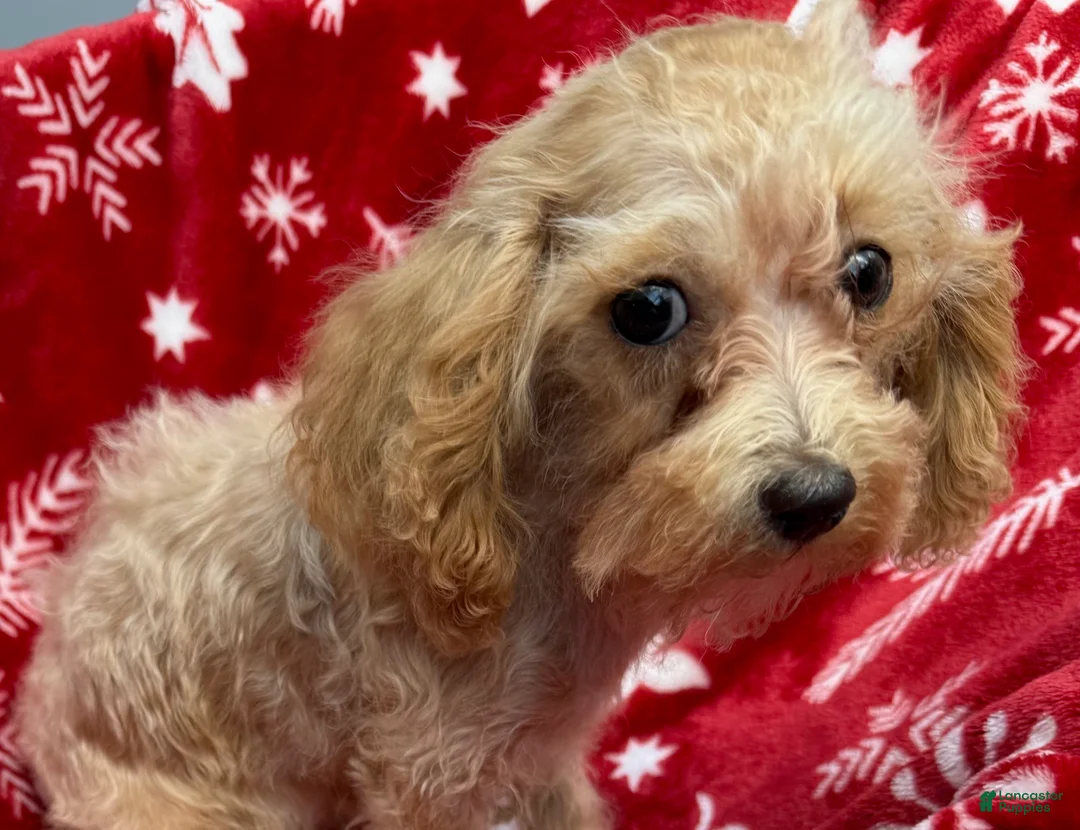 Toy Poodle dogs for sale: Toy Poodle Girl - Ad 2
