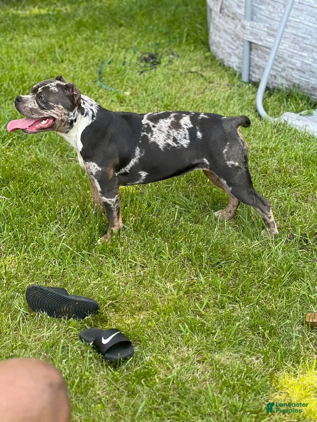 American Bully dogs for sale: Panda  - Ad 4