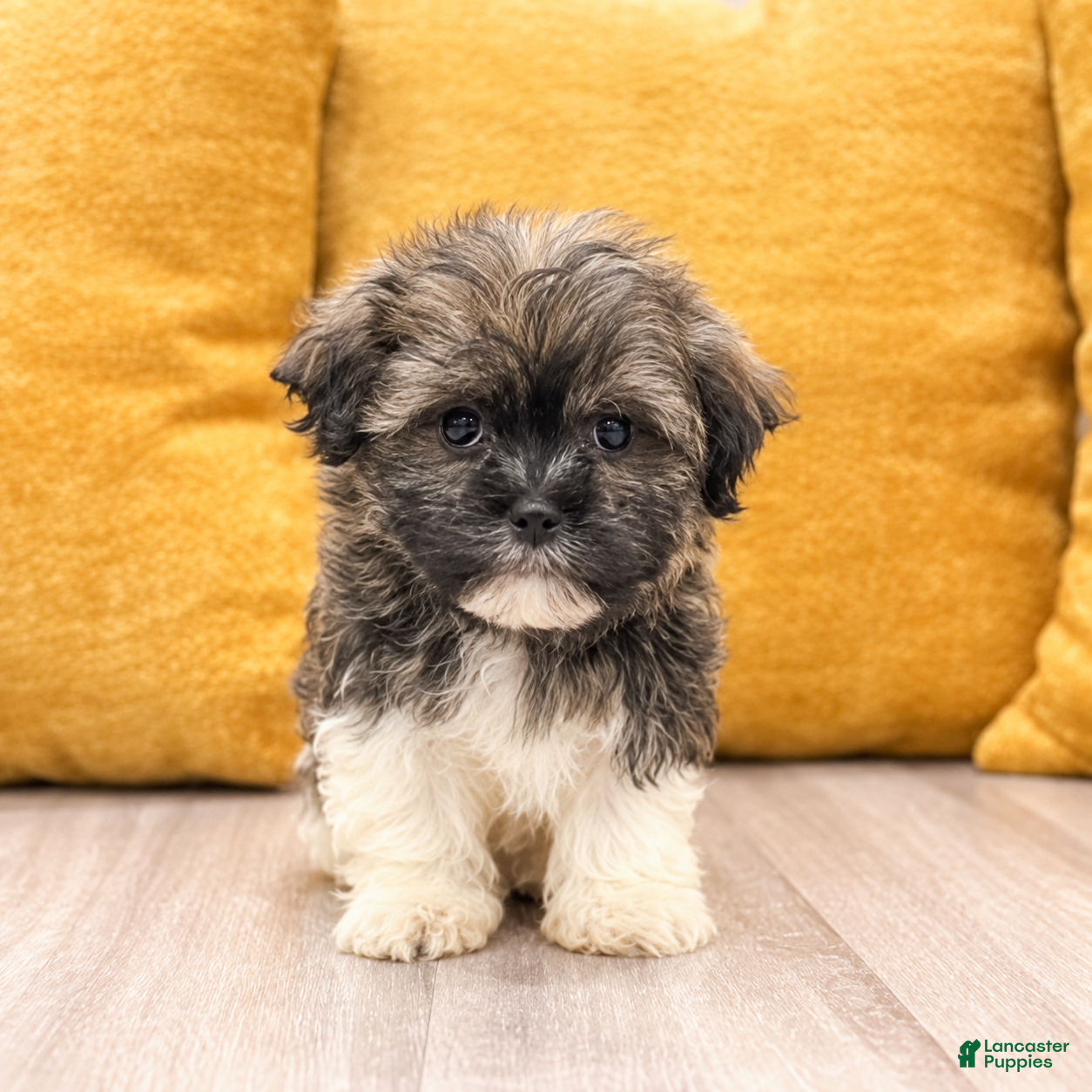 Havanese dogs Ashley - Ad 2