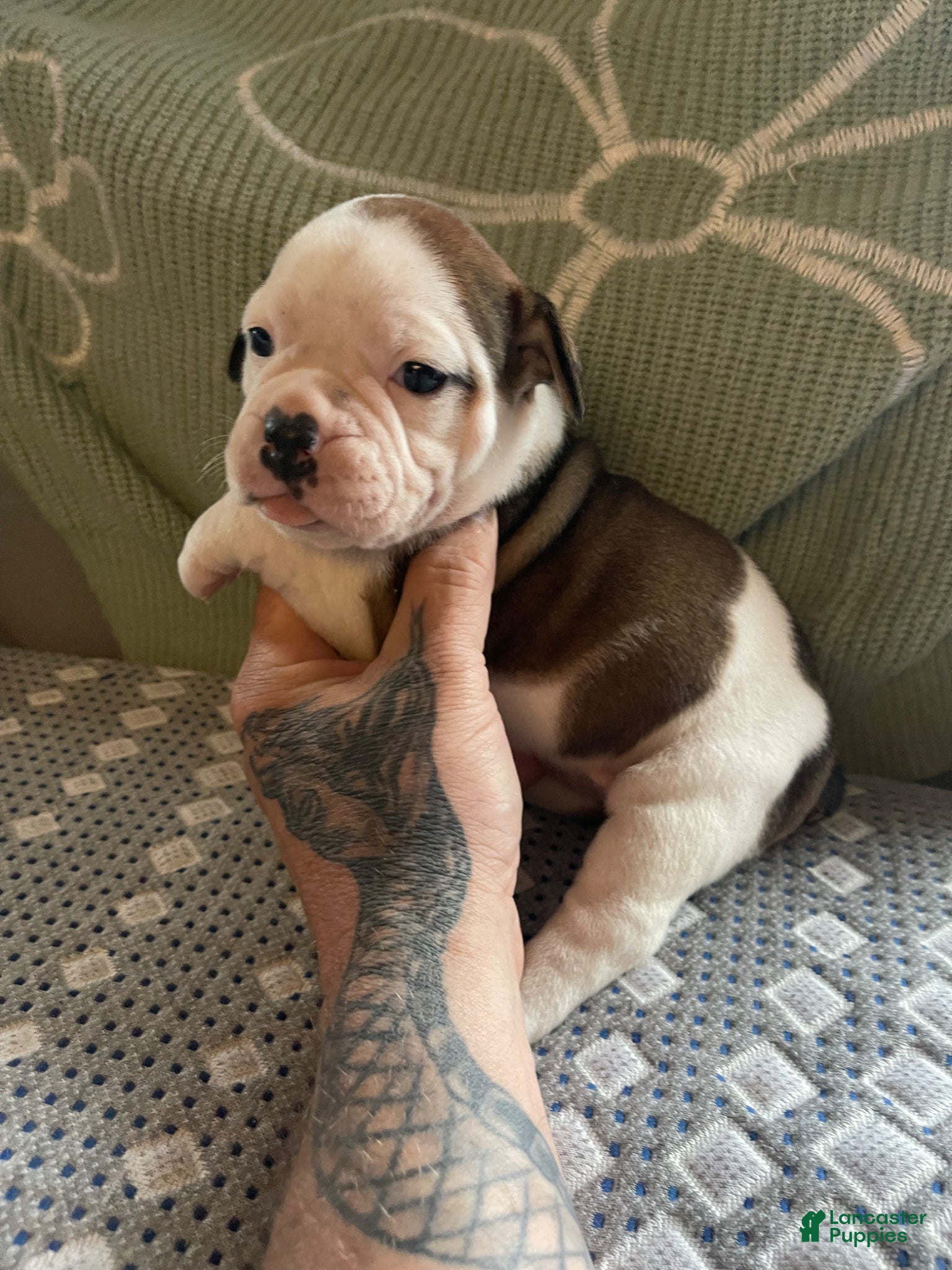 English Bulldog dogs English Bulldog Puppy 2 - Ad 3