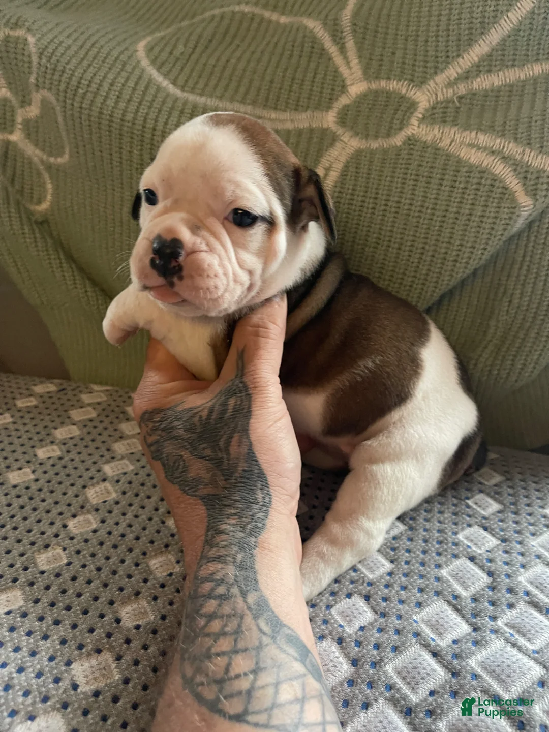 English Bulldog dogs for sale: English Bulldog Puppy 2 - Ad 1