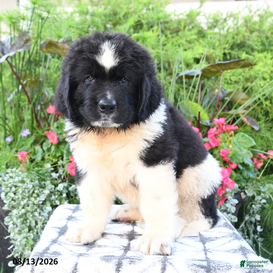 Newfoundland dogs Maritime - Ad 1