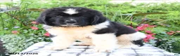 Newfoundland dogs for sale: Maritime - Ad 1