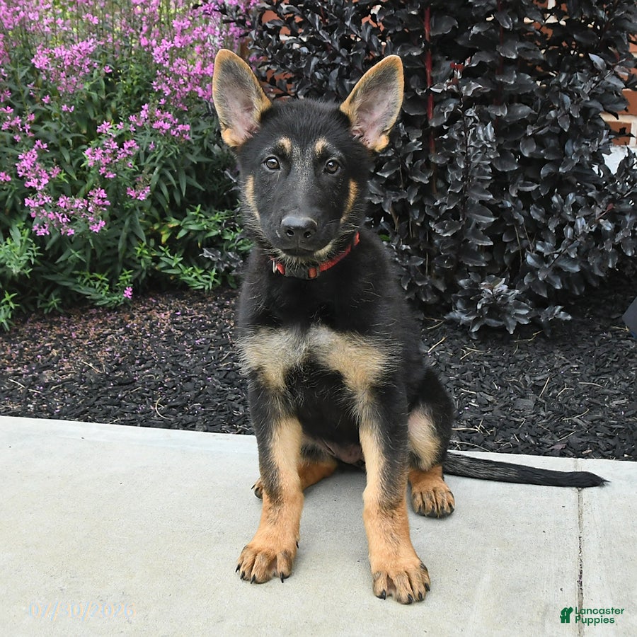 German Shepherd dogs Katharina - Ad 1
