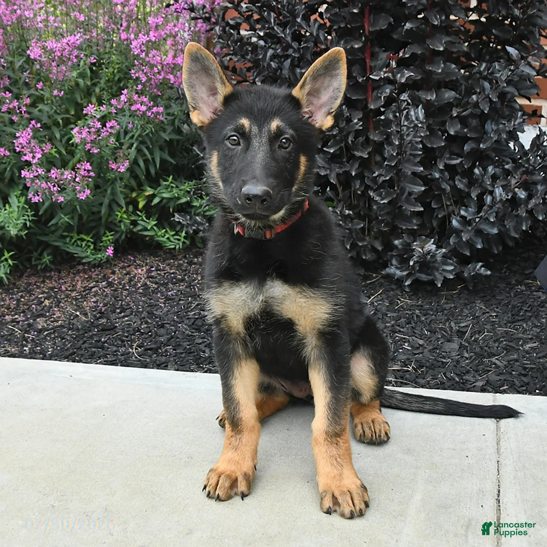 German Shepherd dogs for sale: Katharina - Ad 1