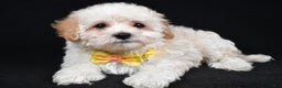 Maltipoo dogs for sale: Tucker - Ad 2