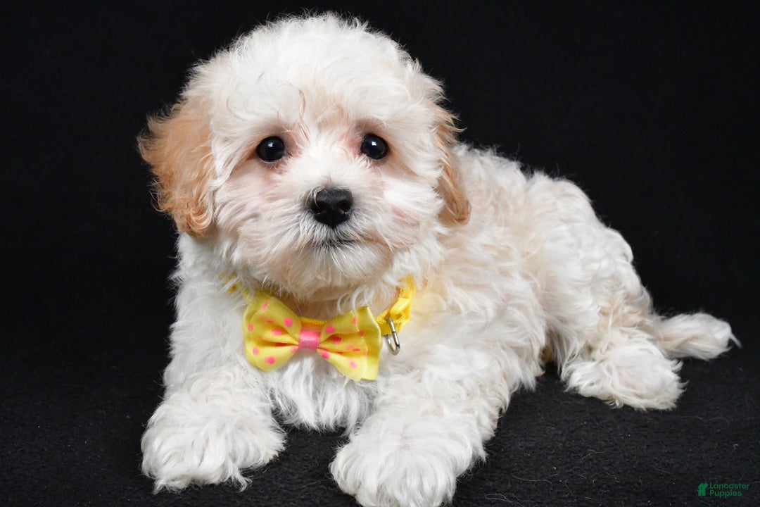 Maltipoo dogs for sale: Tucker - Ad 2