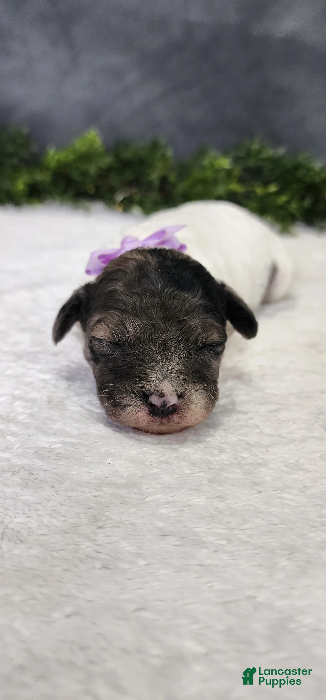 Miniature Poodle dogs for sale: Sadie - Ad 1