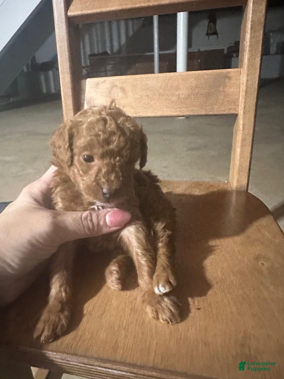 Toy Poodle dogs ZIGGY - ACA TOY POODLE - Ad 2