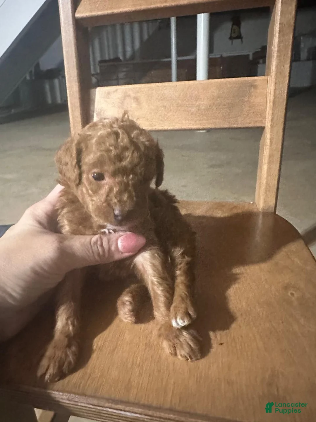 Toy Poodle dogs for sale: ZIGGY - ACA TOY POODLE - Ad 1