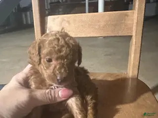 Toy Poodle dogs ZIGGY - ACA TOY POODLE - Ad 2