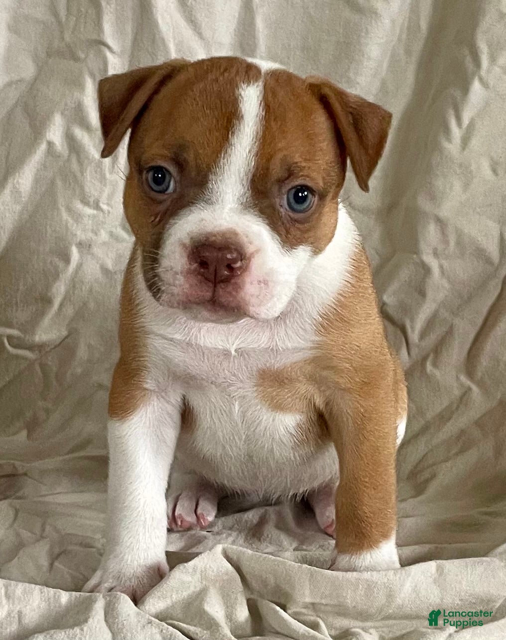 American Bulldog dogs Blue eyed Betsy  - Ad 2