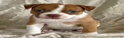 American Bulldog dogs for sale: Blue eyed Betsy  - Ad 2