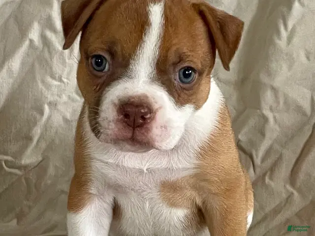 American Bulldog dogs for sale: Blue eyed Betsy - Ad 2