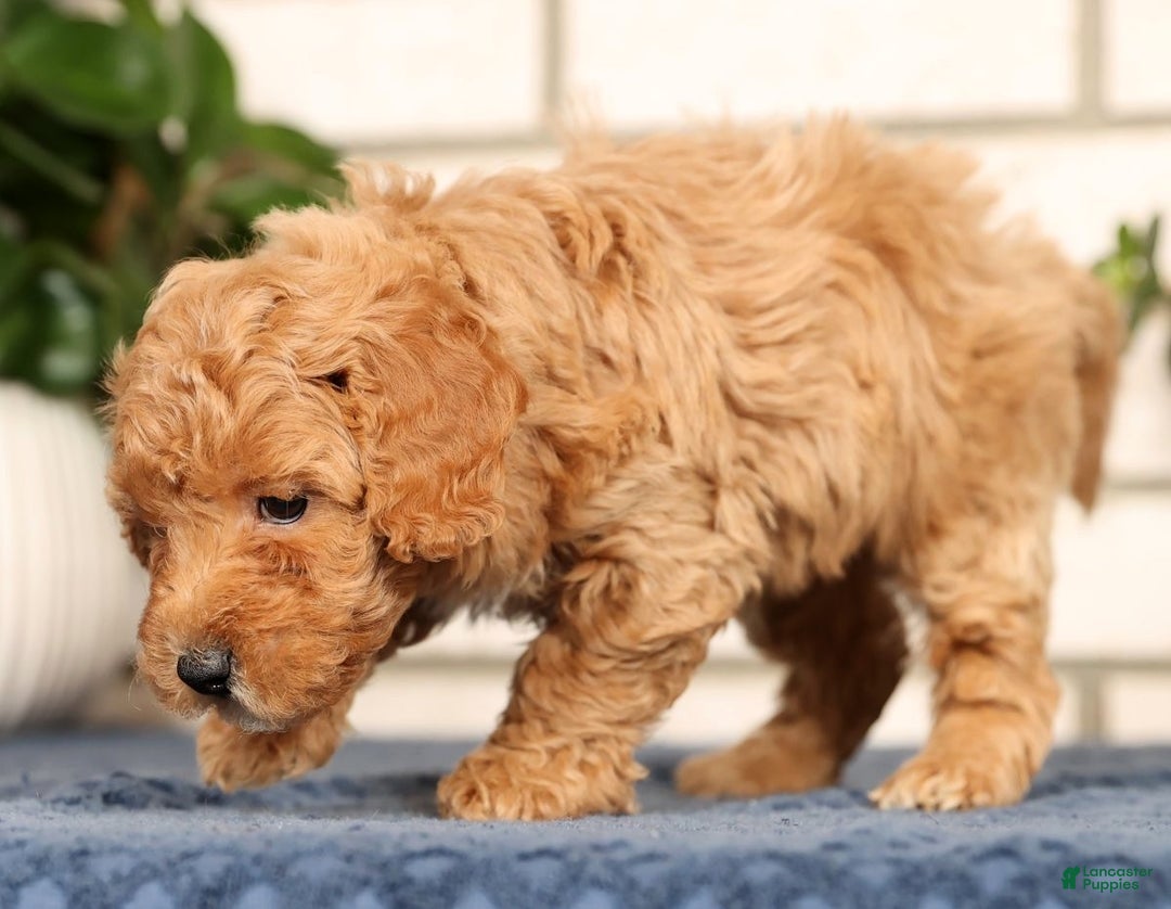 Bichpoo dogs for sale: Franklin - Ad 4