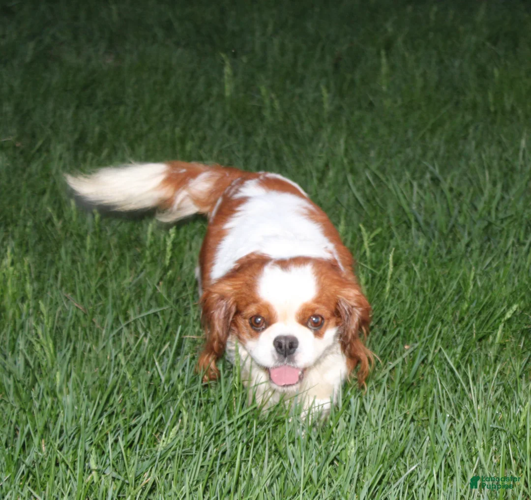 Cavalier King Charles Spaniel dogs for sale: Hank Cavalier King Charles Spaniel Puppy  - Ad 5