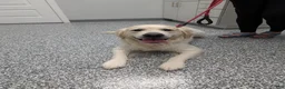 Golden Retriever dogs for sale: Golden Retriever 4 - Ad 4