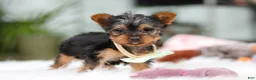 Yorkshire Terrier dogs for sale: Trevor - Ad 9