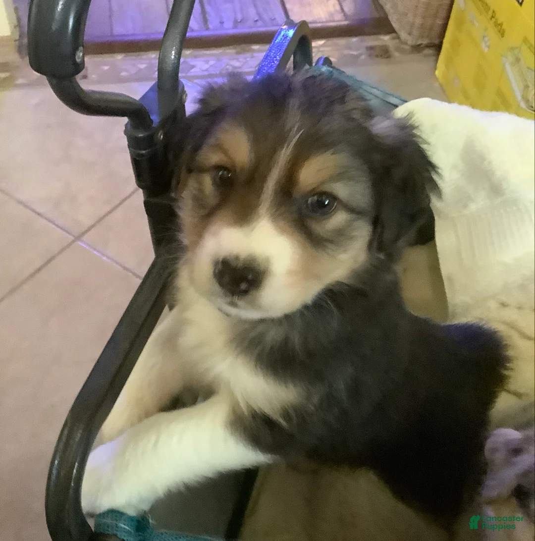 Australian Shepherd dogs for sale: Australian Shepherd Puppy 4 - Ad 2